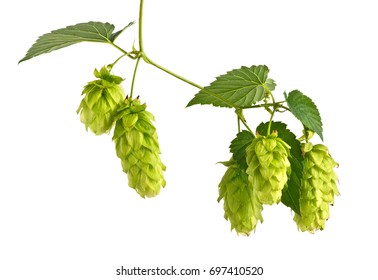 Hop Cones Isolated on the White Background.