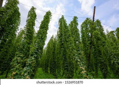 Hop Farm Field Agriculural Yard Fully Grown Hops Plant Vines With Cones Ready For Harvest.