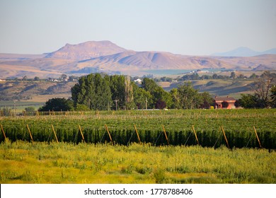 Hop Farm In Rural Idaho, USA