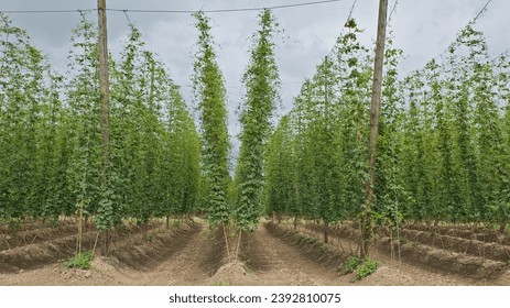 Hop field in the flemish countryside - Humulus lupulus