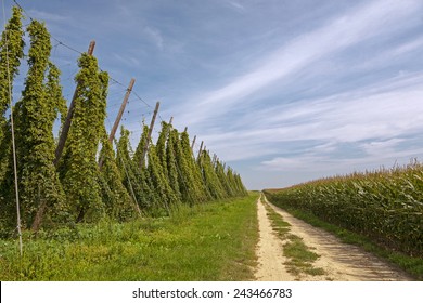 Hop Field, Hops (Humulus)