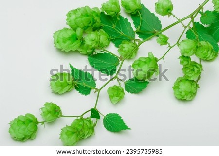 Hop fruit, green hop cones isolated on light background