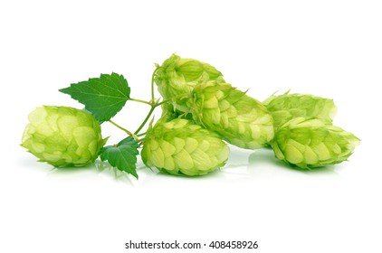 Hop isolated on white - Shutterstock ID 408458926