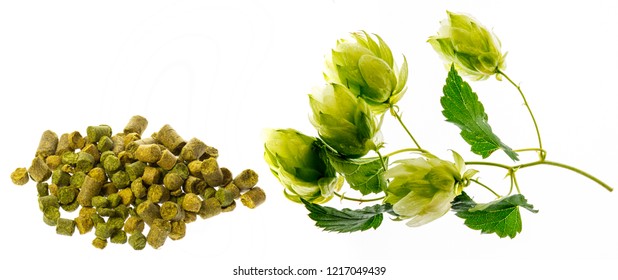 Hop Plant And Hop Pellets For Beer Preparing - Isolated On A White Background