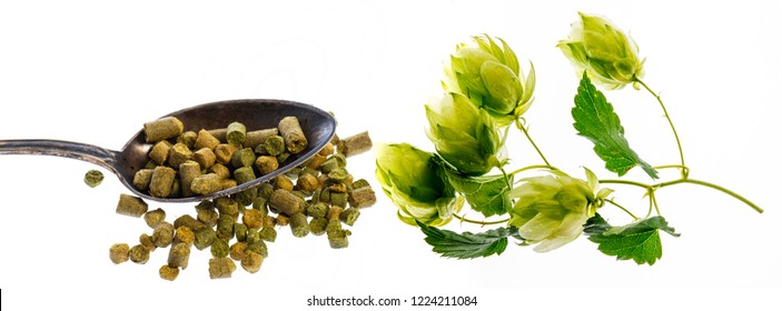 Hop Plant And Hop Pellets For Beer Preparing - Isolated On A White Background