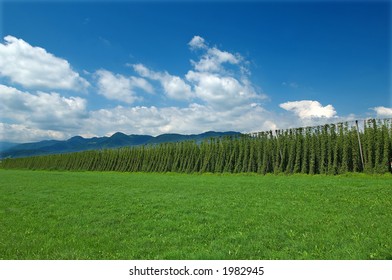 Hop plantation in central part of Slovenia