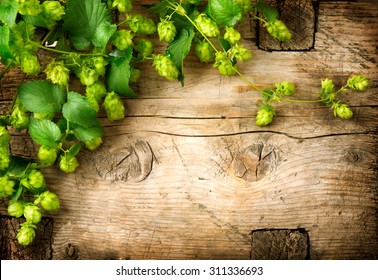 Hop twig over old wooden table background. Vintage style. Beer production ingredient. Brewery. Fresh-picked whole hops close-up. Brewing concept wallpaper. 
