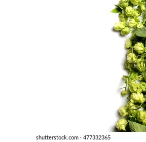 Hop twig over white background. Vintage style. Beer production ingredient. Brewery. Fresh-picked whole hops close-up. Brewing concept wallpaper.