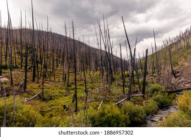 The Hope Creek area between Pagosa Springs and South Fork, CO. It was inside the West Fork Complex fire that consumed areas on Wolf Creek Pass in Southern Colorado.