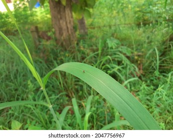 hope tree grass leaf field