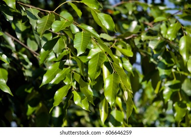 192 Hopea odorata Images, Stock Photos & Vectors | Shutterstock