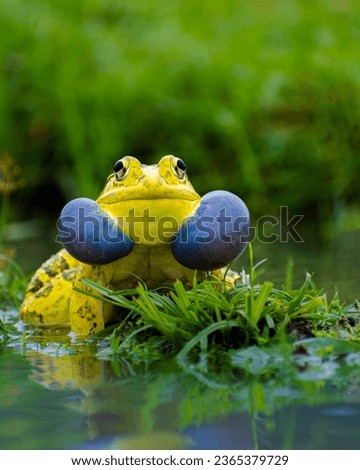 Hoplobatrachus tigerinus, commonly known as the Indian bullfrog, is a large species of fork-tongued frog found in South and Southeast Asia. A relatively large frog, it is normally green in color.