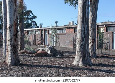 Hoppers Crossing, Vic Australia - September 19 2022: Morning Urban Landscape With Eucalyptus Tree Trunks And Commercial Retail Building