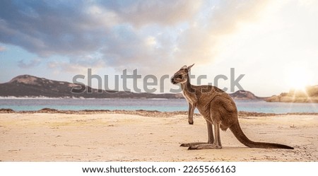 Hopping kangaroo on kangaroo island Australia on the beach