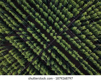 Hops Being Grown On A Field - Necessary Ingredient For Beer Brewing