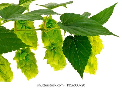 Hops cones isolated on the white background