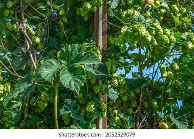 Hops cones with leaf growth in summer backyard. Humulus lupulus green plants grow in autumn yard by grid metal fence background
