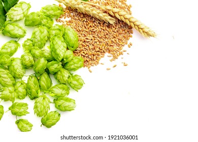 Hops cones and wheat ears and grains, brewery ingredients on white background.