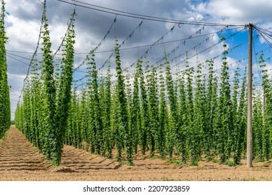 Hops - Cultivation, Hop Field, Blue Sky And Sunshine