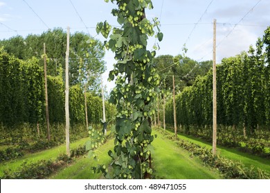 Hops Farm