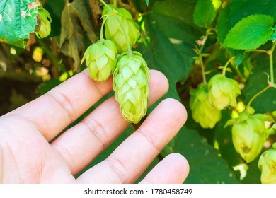 Hops In The Farmer Hand Used For Brewing Beer Growing Hop Crop.