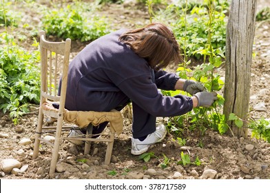 Hops  Farmer Working