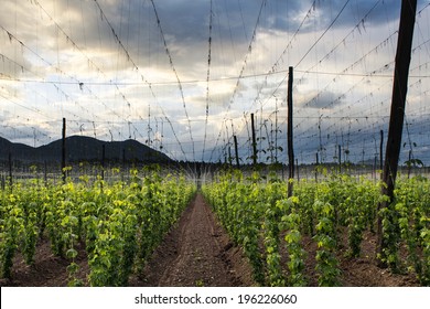 Hops Field - Cloudy Sky