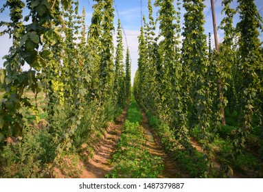 Hops field. Fully grown hop bines. Hops field in Czech Republic. Hops are main ingredients in Beer production. 