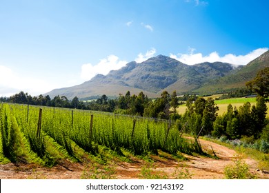 Hops Field In George, South Africa