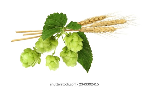 Hops with green cones and barley isolated on white. Beer ingredients. - Powered by Shutterstock