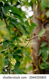 Hops Growing At The Coastal Georgia Botanical Garden