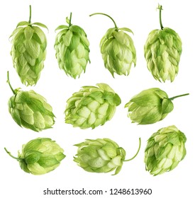 Hops isolated on white background. Collection with clipping path.