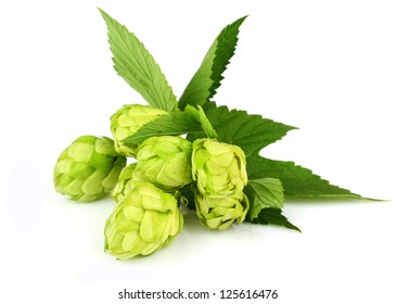 Hops Isolated On A White Background