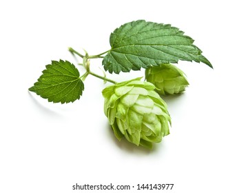 hops isolated on a white background - Shutterstock ID 144143977