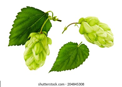 Hops Isolated On A White Background