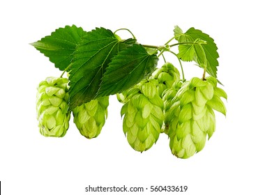 Hops Isolated On A White Background