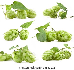 Hops Isolated On A White Background