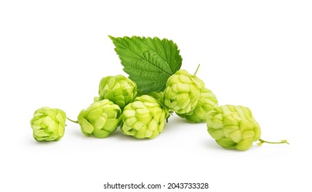hops with leaf on a white background - Shutterstock ID 2043733328