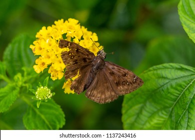 Sưu tập Bộ cánh vẩy 2 - Page 40 Horaces-duskywing-butterfly-erynnis-horatius-260nw-1137243416