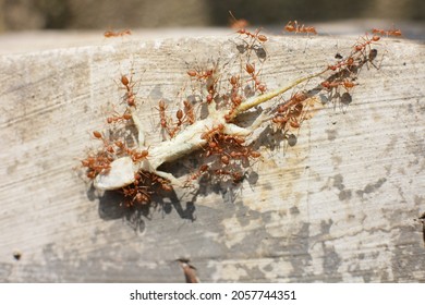 A Horde Of Red Ants Eat House Lizard.