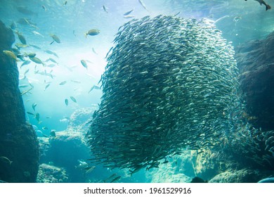 A Horde Of Sardines Swimming In A Herd