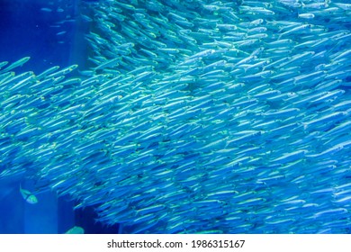 Horde Of Sardines Swimming In The Sea