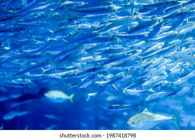 Horde Of Sardines Swimming In The Sea