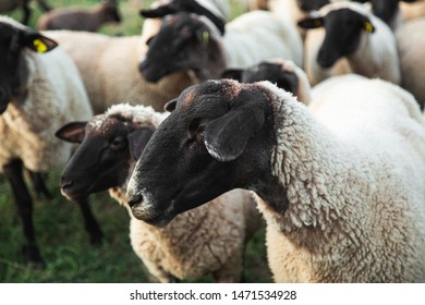 103 Hordes of sheep Images, Stock Photos & Vectors | Shutterstock