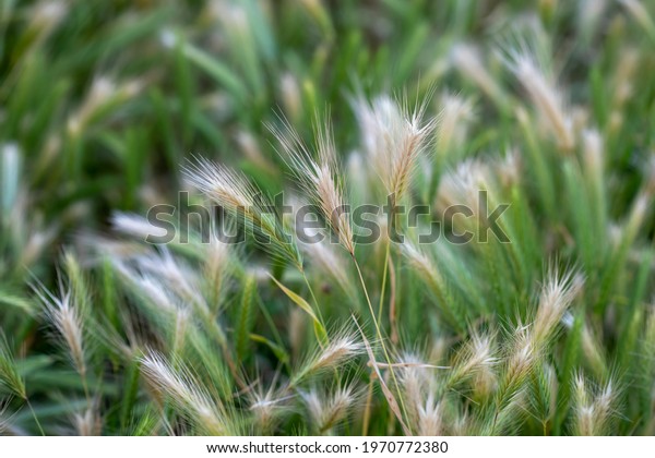 Hordeum jubatum, or foxtail barley\
grass. A very showy and attractive Ornamental\
Grass.