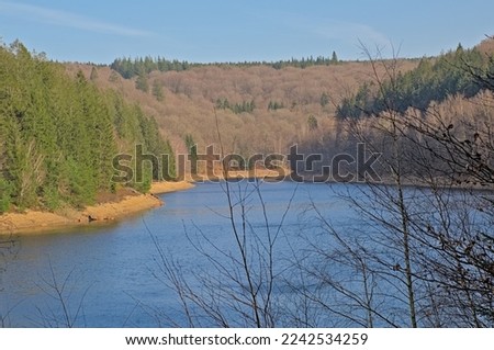 hore of the lake of Eupen with pine forest on a sunny winter day