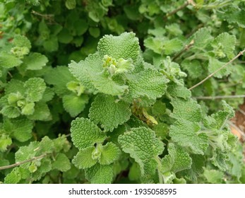 Horehound at Wild. Plant Horehound Green in color