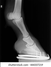  Hores Front Right  Leg Xray Picture.