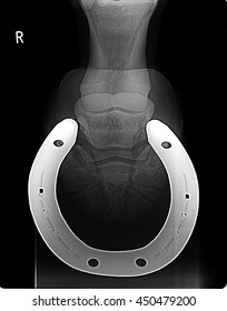  Hores Right  Leg Xray Picture With Horseshoe.