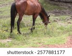 A horese feeding in the green field.